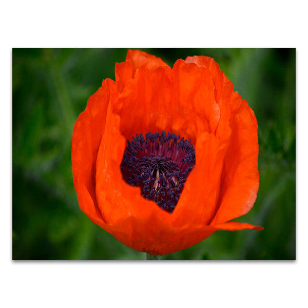 Orange Poppy Wall Art Print