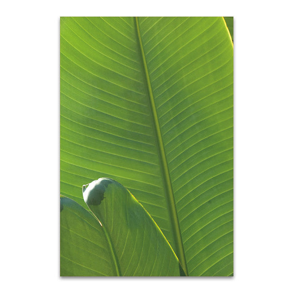 Palm Detail III Wall Art Print 