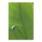 Palm Detail III Wall Art Print 
