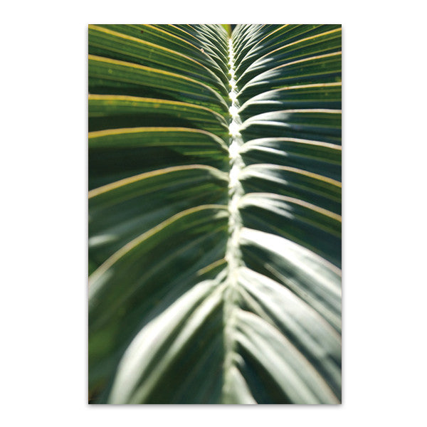 Palm Detail II Wall Art Print