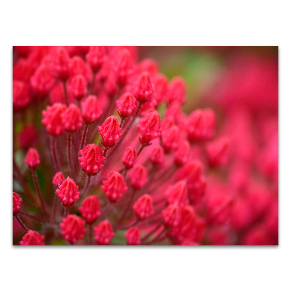 Pink Flower Wall Art Print