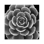 Succulent IV Wall Art Print