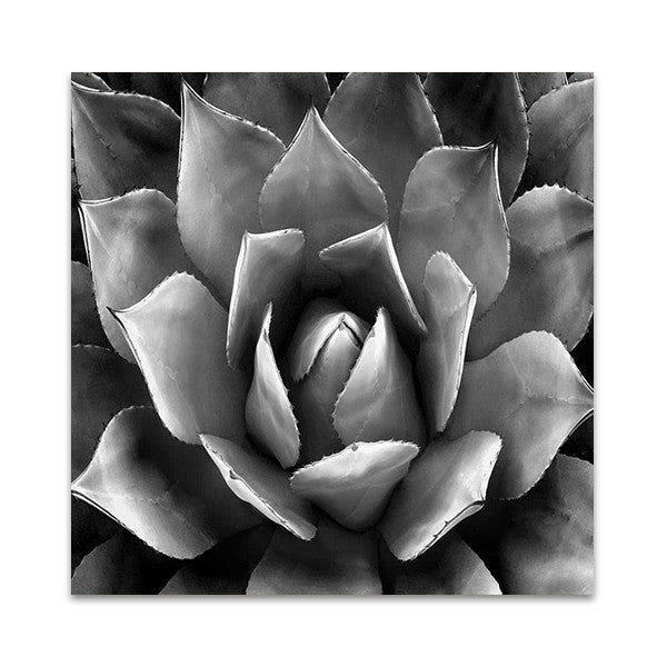 Succulent II Wall Art Print