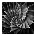 Succulent I Wall Art Print