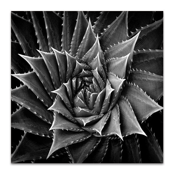 Succulent I Wall Art Print