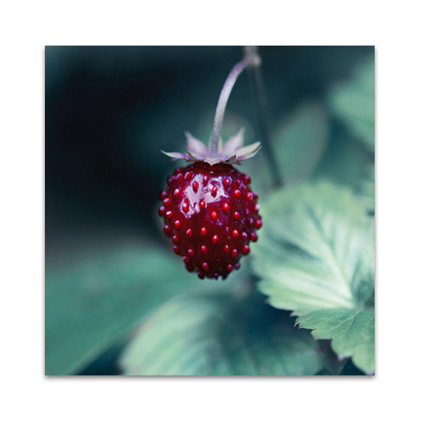 Taste of Summer Wall Art Print