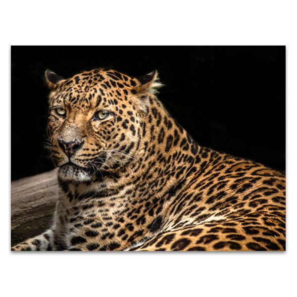 The Jaguar II Wall Art Print