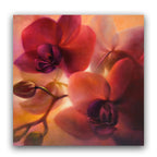 Annette Schmucker | Orchids
