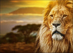 Savanna Lion Wall Art Print 