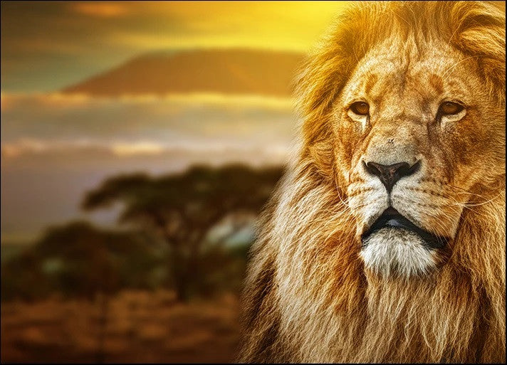 Savanna Lion Wall Art Print 