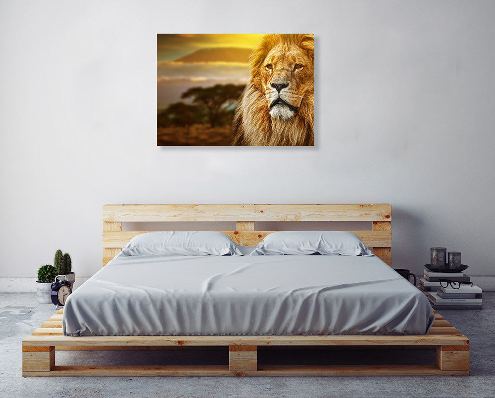 Savanna Lion Wall Art Print on the wall