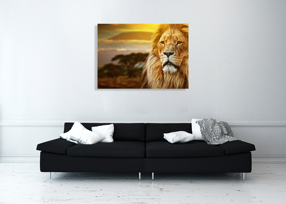 Savanna Lion Wall Art Print on the wall