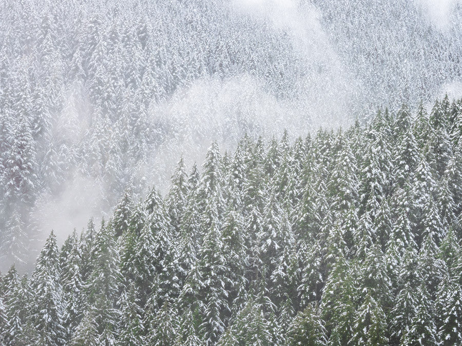 Snowy Trees Wall Art Print