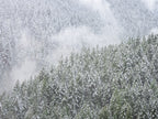 Snowy Trees Wall Art Print