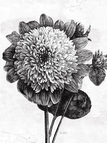 Spa Botanical II BW Wall Art Print