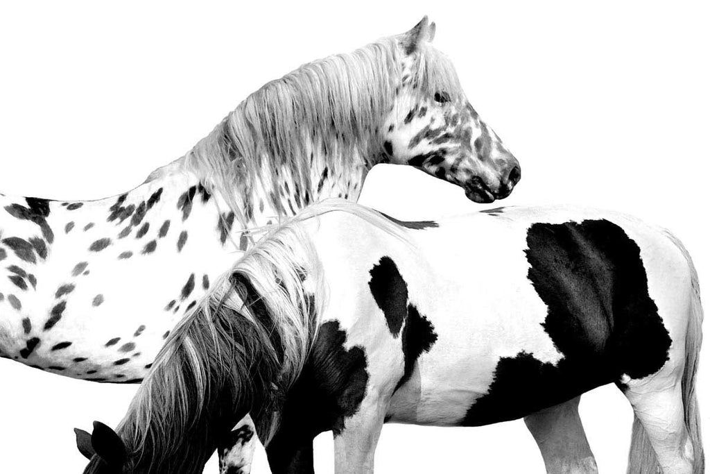 Spotted and Pinto Wall Art Print