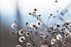 Spring Fluff Wall Art Print