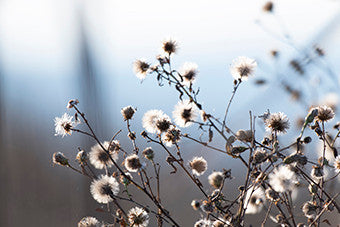 Spring Fluff Wall Art Print