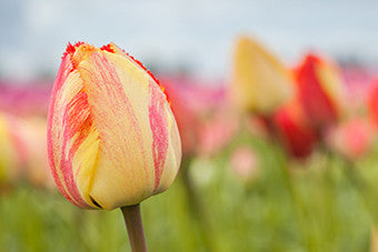 Spring Sherbet Wall Art Print