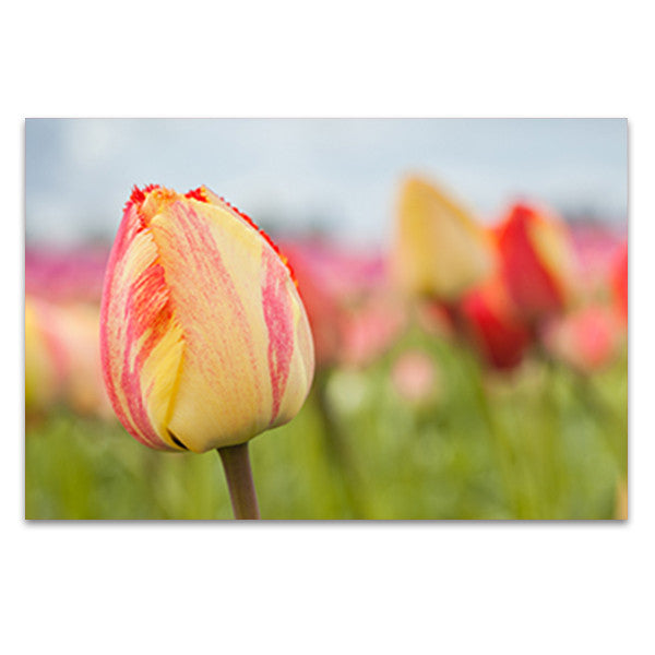 Spring Sherbet Wall Art Print