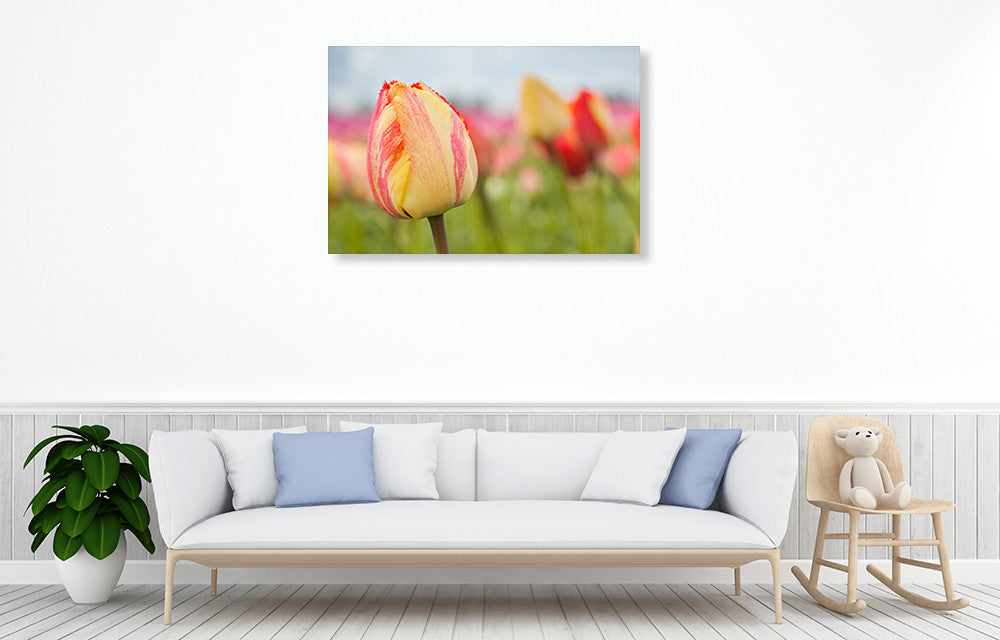 Spring Sherbet Wall Art Print on the wall