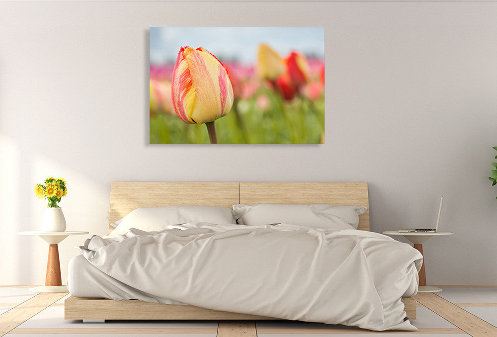 Spring Sherbet Wall Art Print on the wall