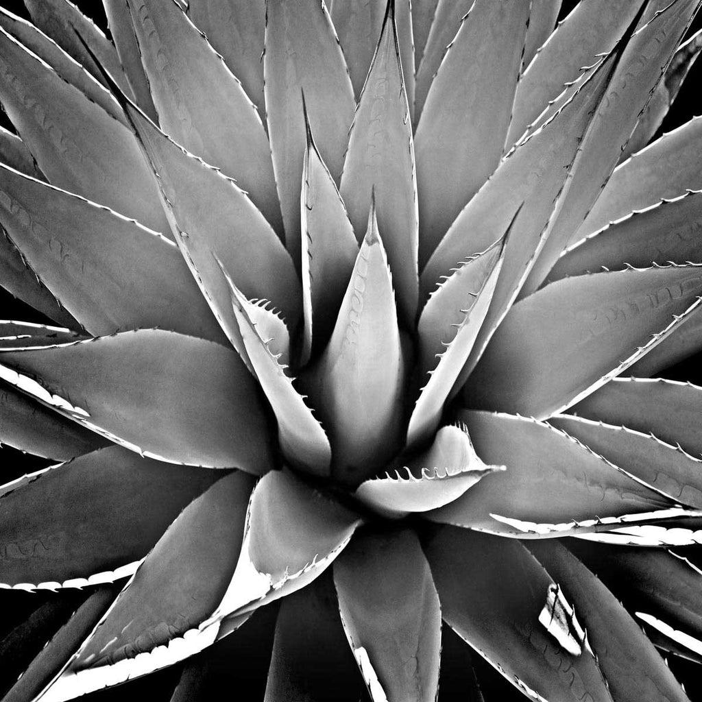 Succulent III Wall Art Print