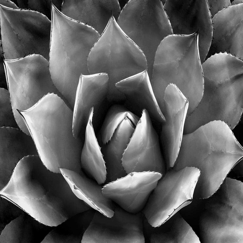 Succulent II Wall Art Print