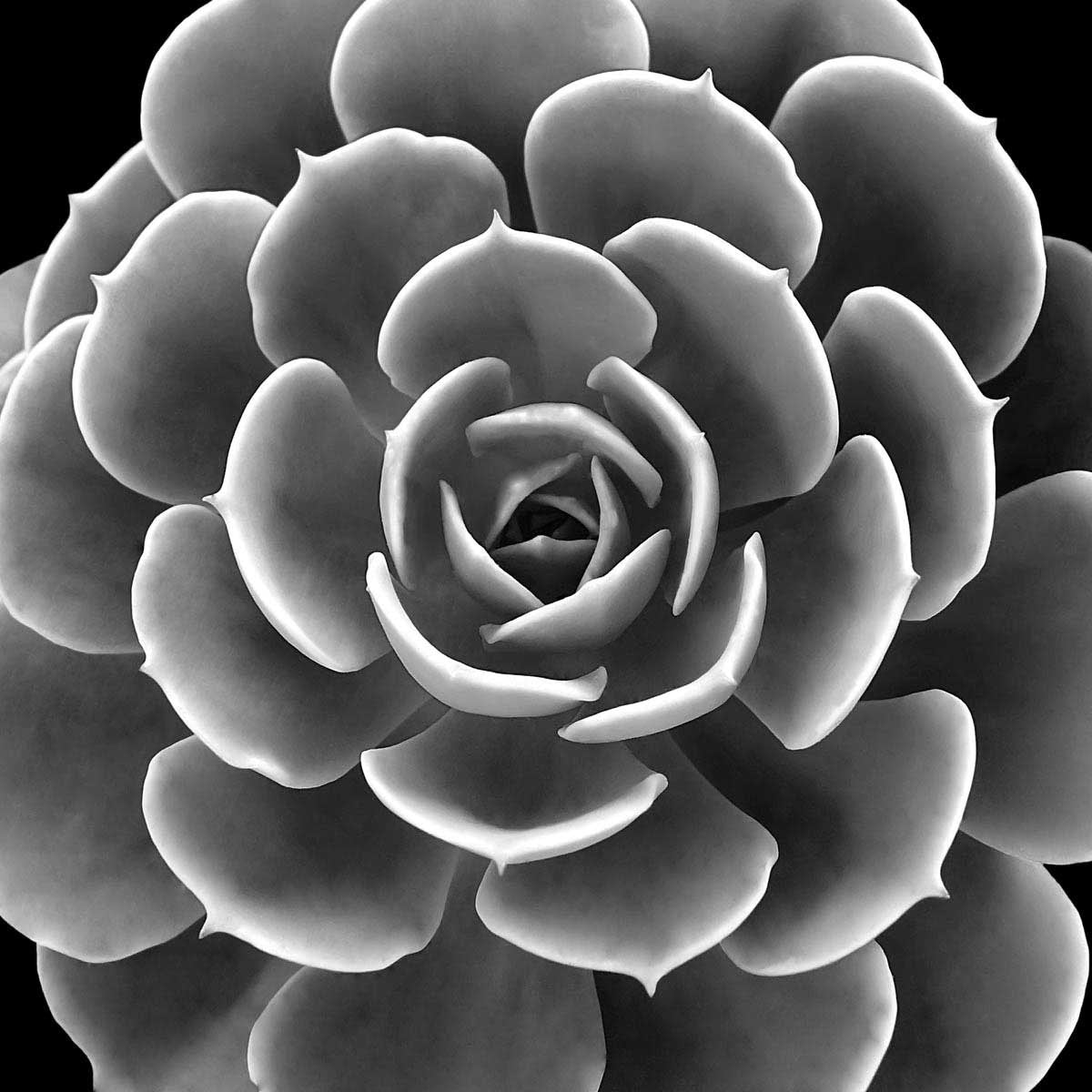 Succulent IV Wall Art Print