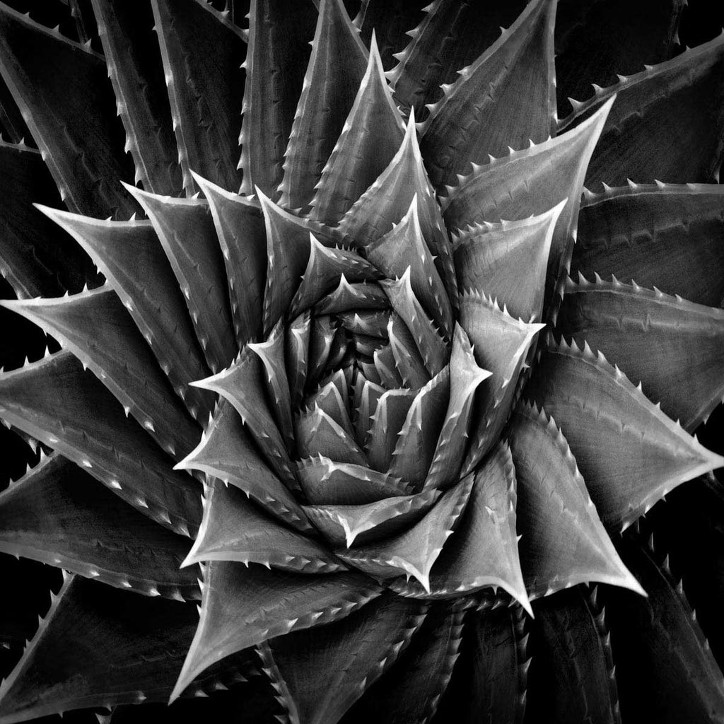 Succulent I Wall Art Print