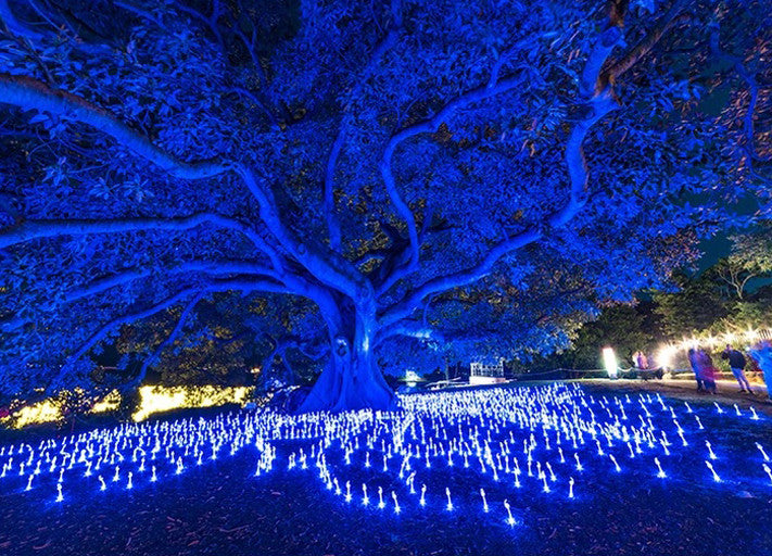 Sydney Light Festival Wall Art Print