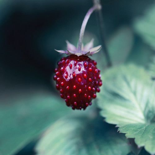 Taste of Summer Wall Art Print