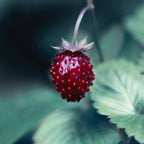 Taste of Summer Wall Art Print