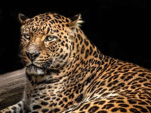 The Jaguar II Wall Art Print