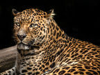 The Jaguar II Wall Art Print