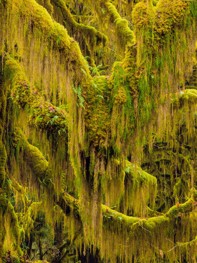 Trees VI Wall Art Print