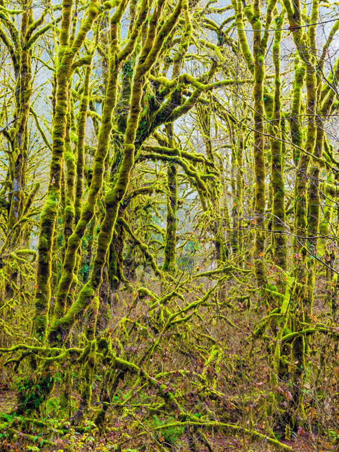 Trees V Wall Art Print