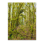 Trees V Wall Art Print