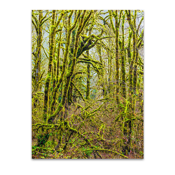 Trees V Wall Art Print