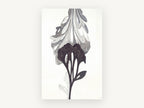 Inked Bloom Study, floral canvas wall art print, front view