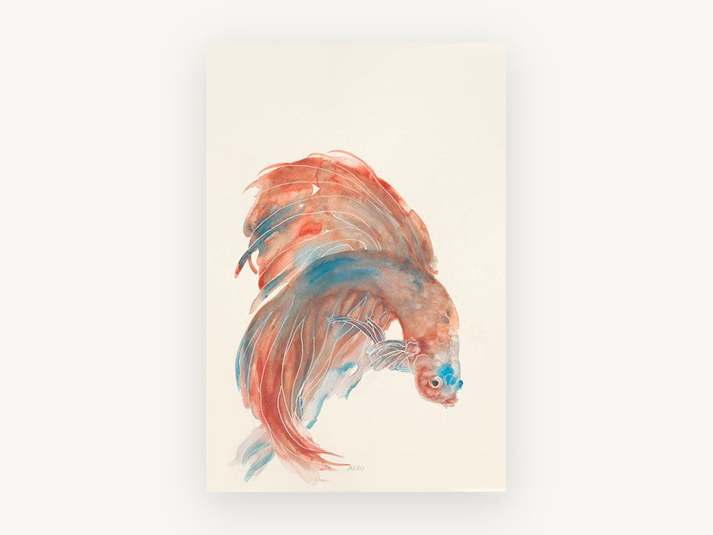 Coral Betta Study, coastal canvas wall art print, front view