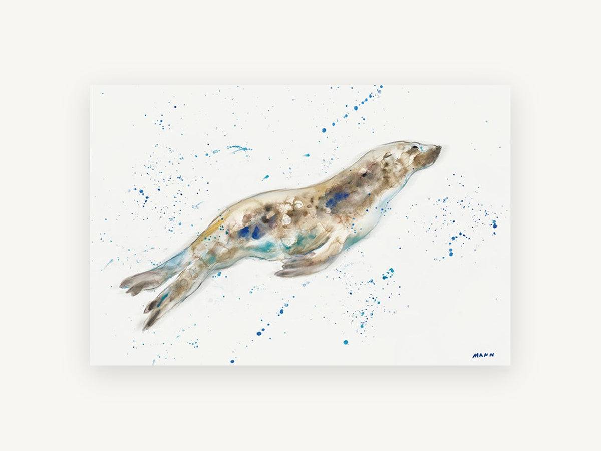 Gliding Seal Splash, coastal canvas wall art print, front view
