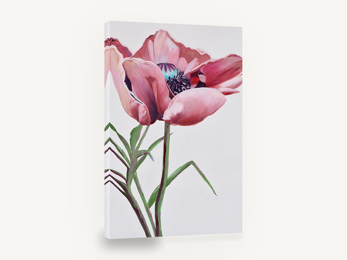 Blushing Poppy Bloom, pink poppy floral painting portrait, floral canvas wall art print ready to hang