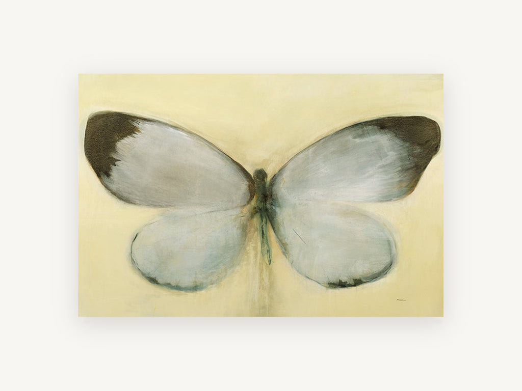 Pale Wing Study, pale butterfly wings illustration, animal canvas wall art print, front view