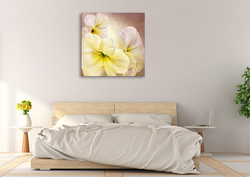 Annette Schmucker | White Amaryllis