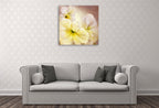 Annette Schmucker | White Amaryllis