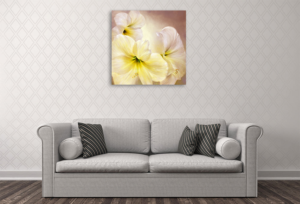 Annette Schmucker | White Amaryllis