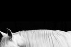 White Horse on Black II Wall Art Print