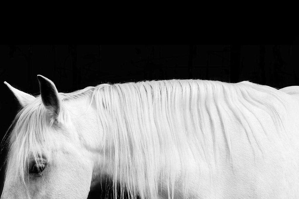 White Horse on Black I Wall Art Print 