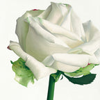 White Rose I Wall Art Print